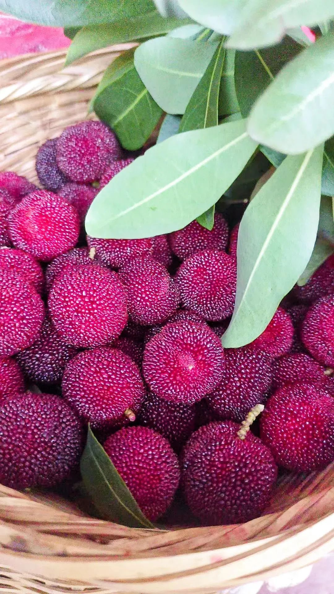 玩转湘西|靖州杨梅,给你带来夏日的酸与甜