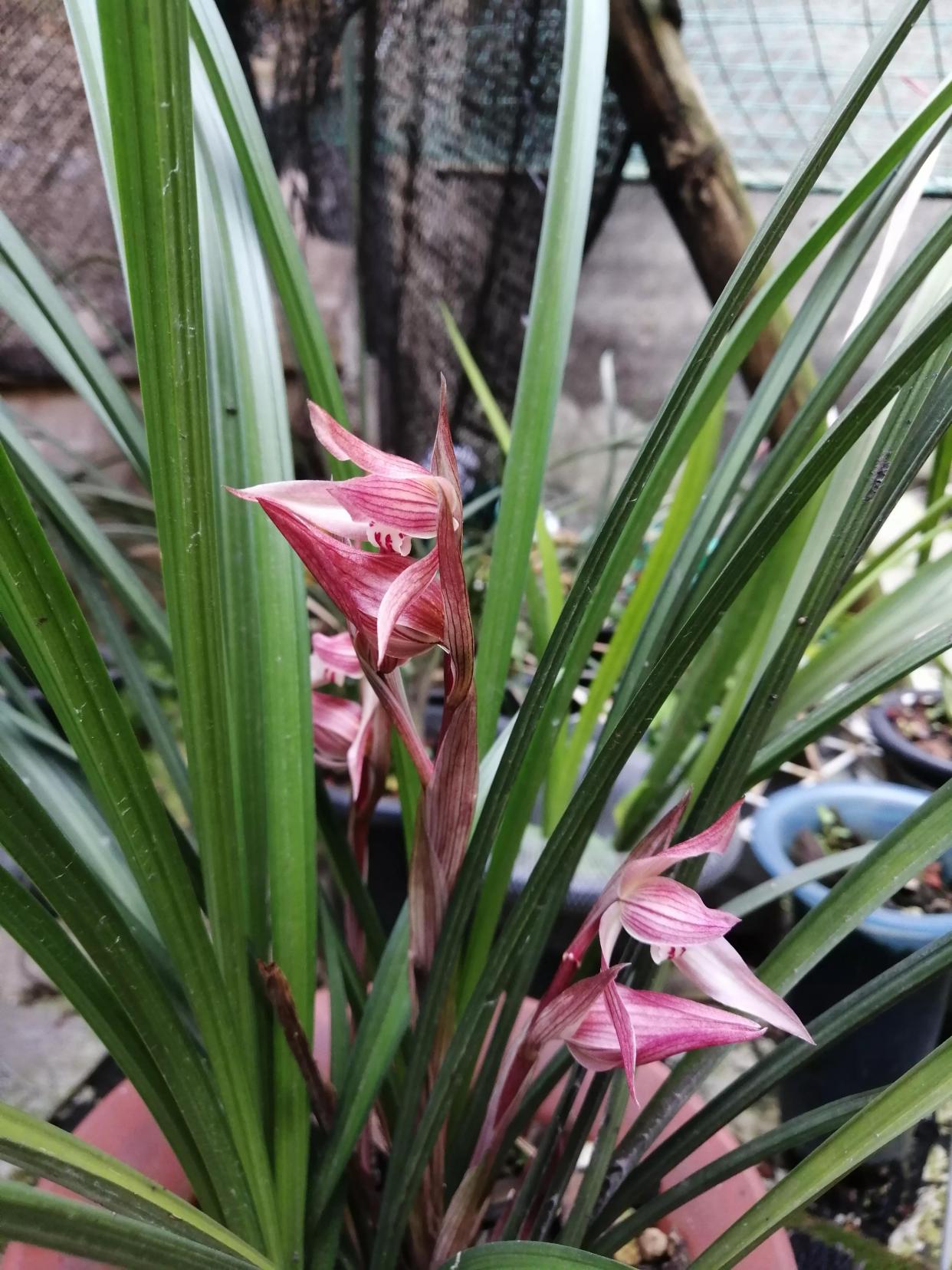 春剑名兰大红朱砂,花色艳丽,香味醇正,易开花,不愧为名兰