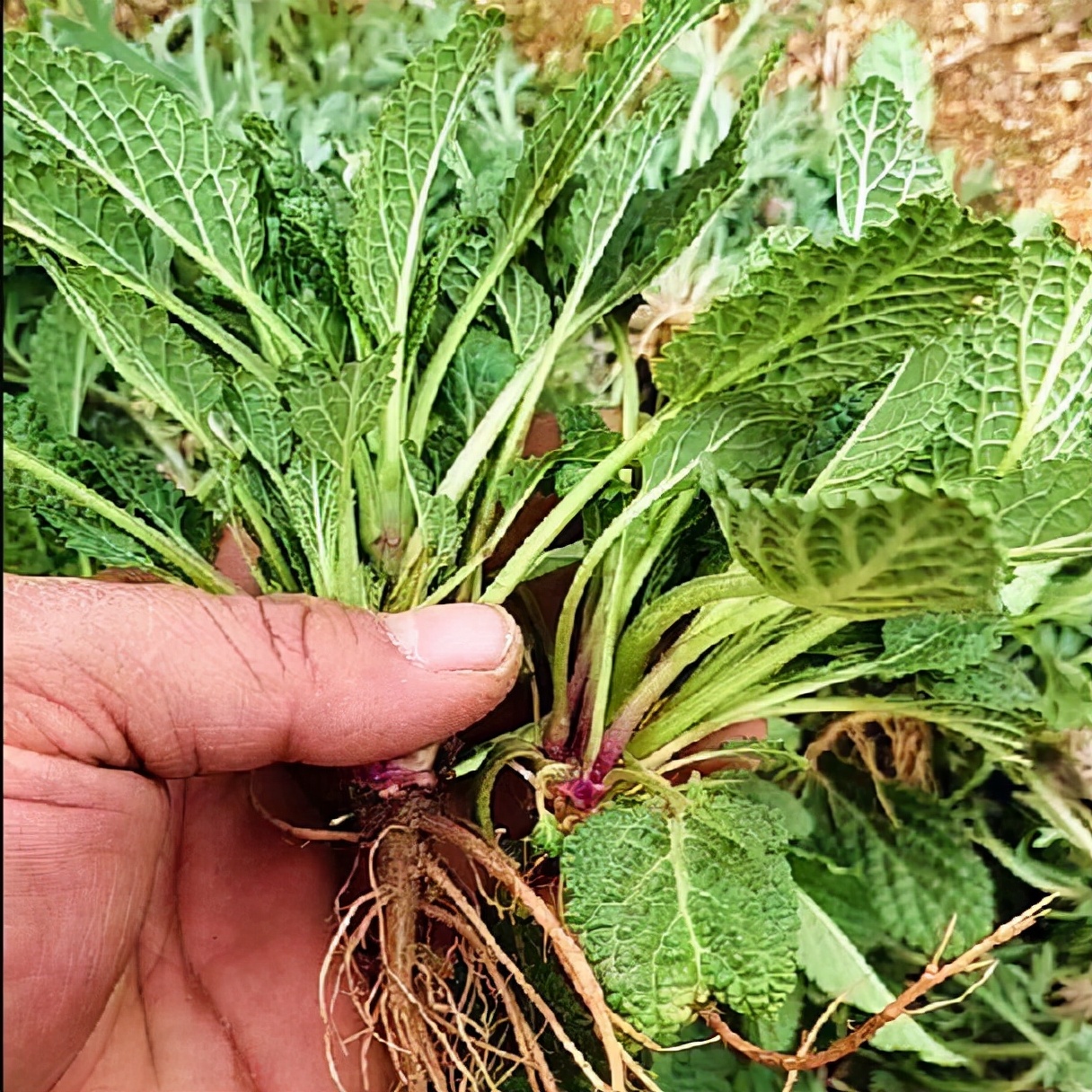 农村这种叶子皱巴巴的野草