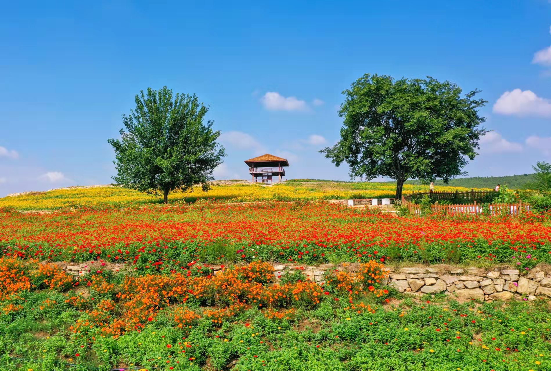 天高气爽,徐州铜山伊庄镇倪园村里秋意浓 梯田花海美如画