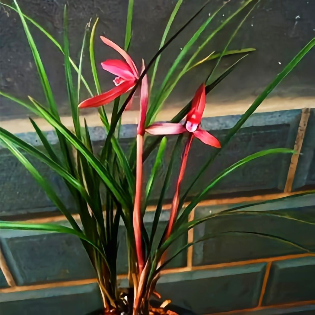 兰花界的"汗血宝马",姿态优雅,养护简单,适合新手首选