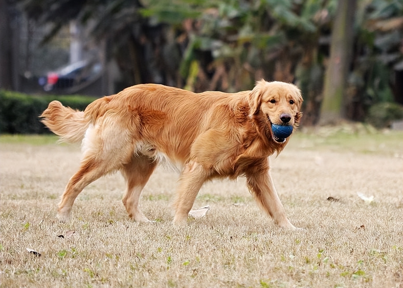 狗狗尾巴会说话,秒懂狗狗的小心思!