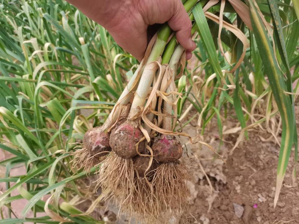 种蒜30年的老农揭秘:蒜什么时候收获?大蒜的最佳成熟时间