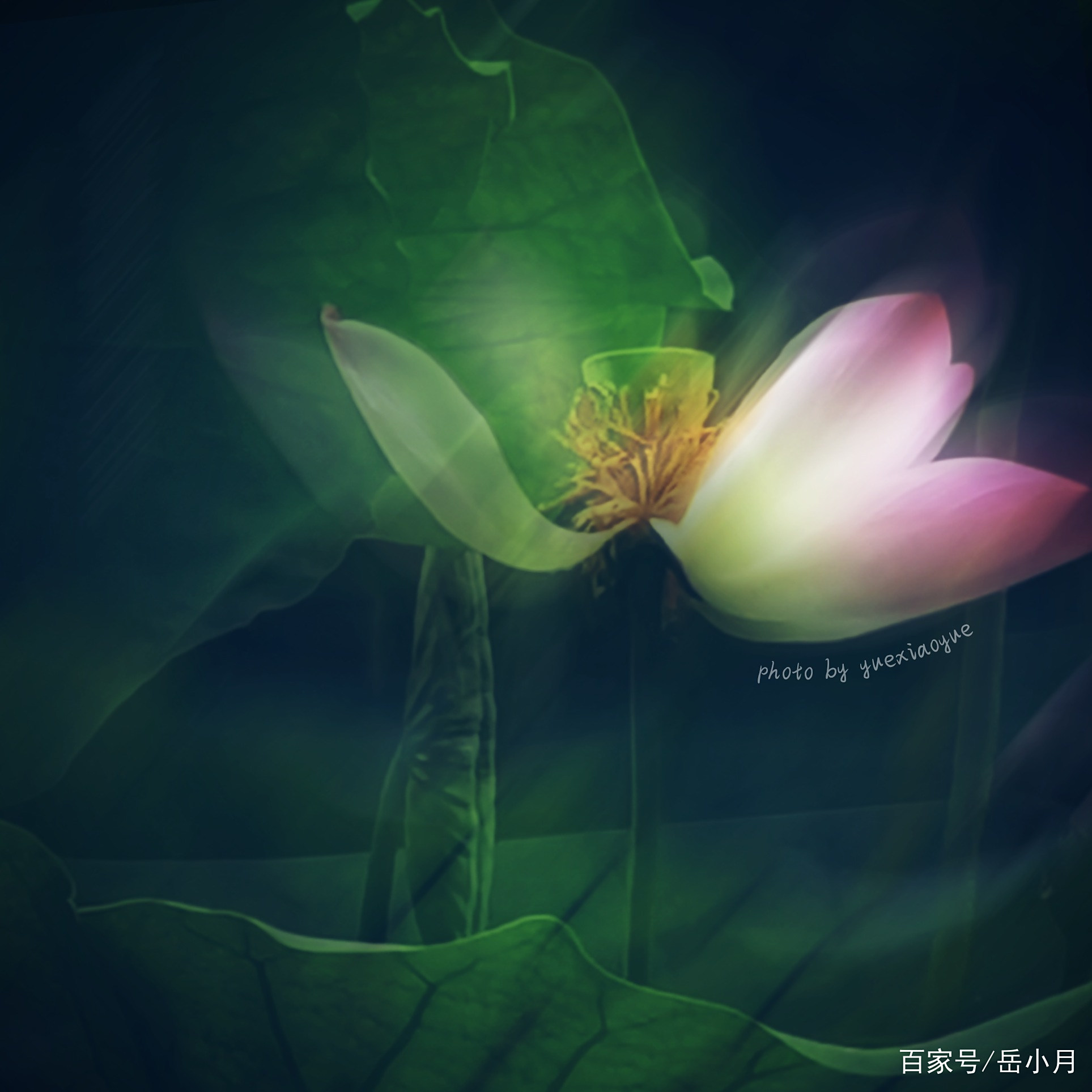 摄影丨学习这11个荷花拍摄技巧(荷花拍摄技巧,教你如何拍出漂亮荷花照)