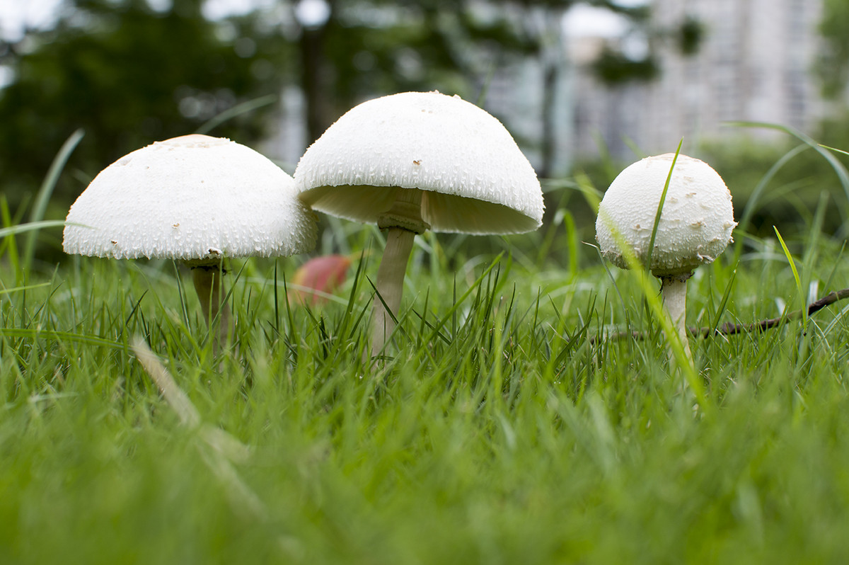 雨后蘑菇图片