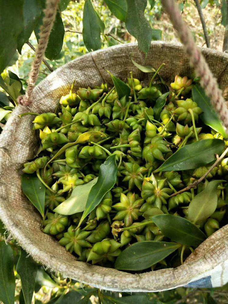 八角- 热门商品专区