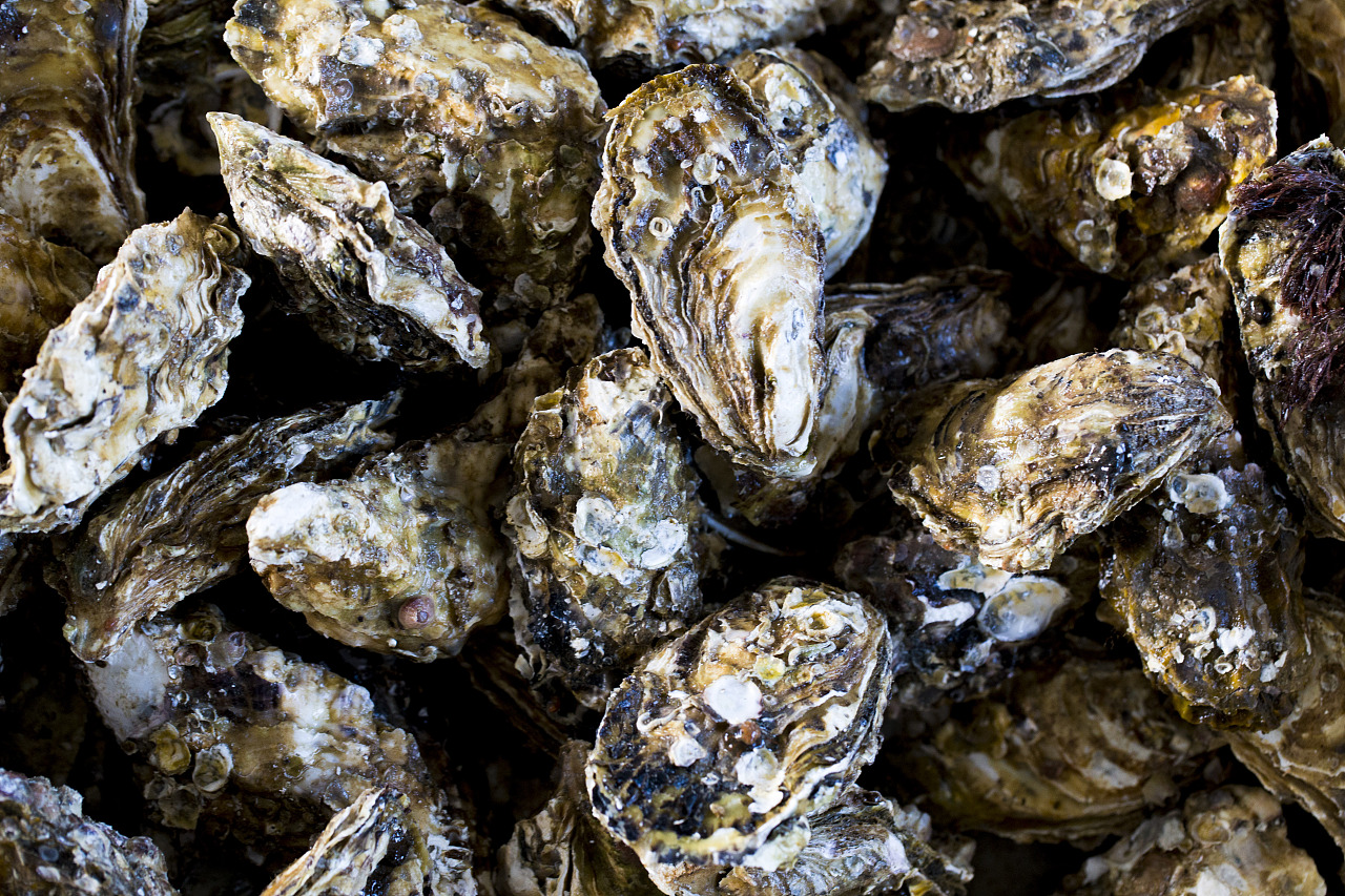 2023年中国牡蛎产业供需及进出口:养殖规模和产量大幅度上升