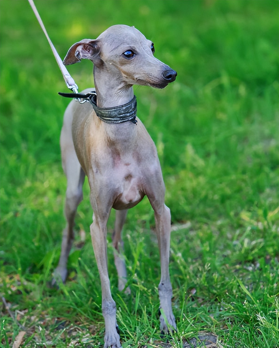 灵缇犬狗粮推荐:为宠物健康选择wellness狗粮