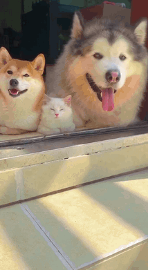 狗化的猫咪 最后吐舌头肯定经历了内心的挣扎 最后决定还是做一条狗吧