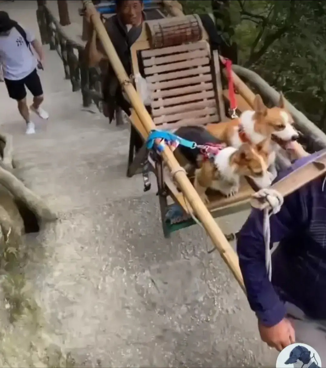 花钱雇人抬狗上山,主人心疼狗,网友心疼轿夫