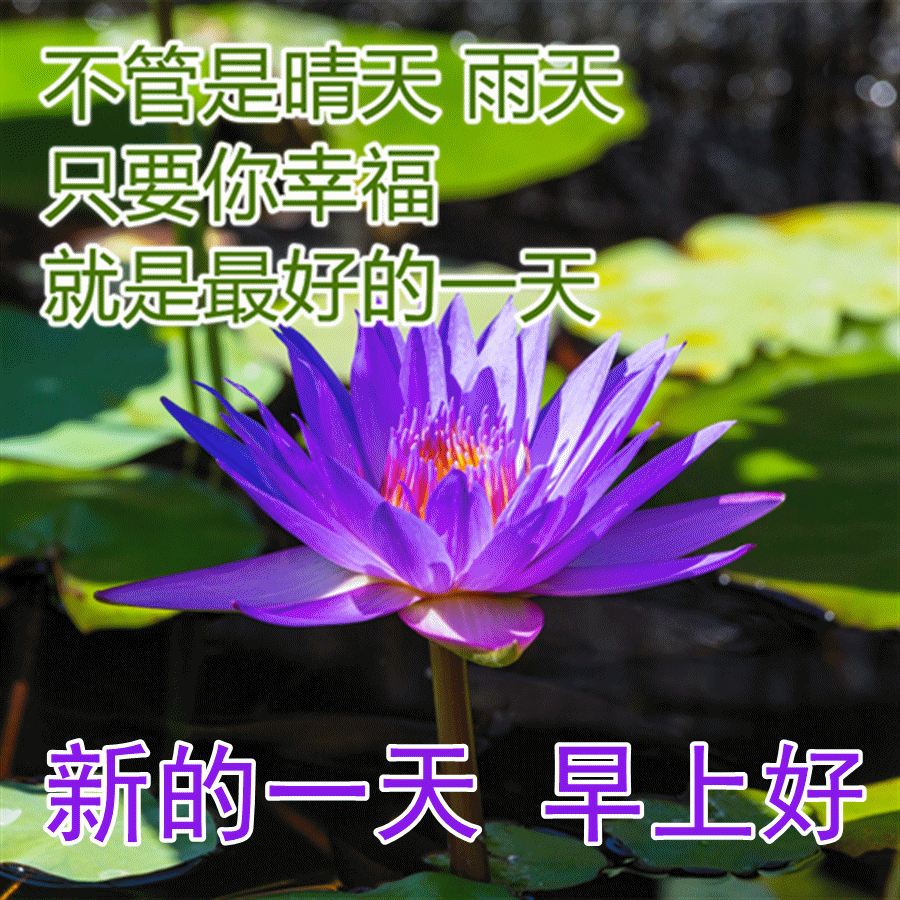 春季早晨最新最美问候大家的表情图片 最美早安祝福表情图