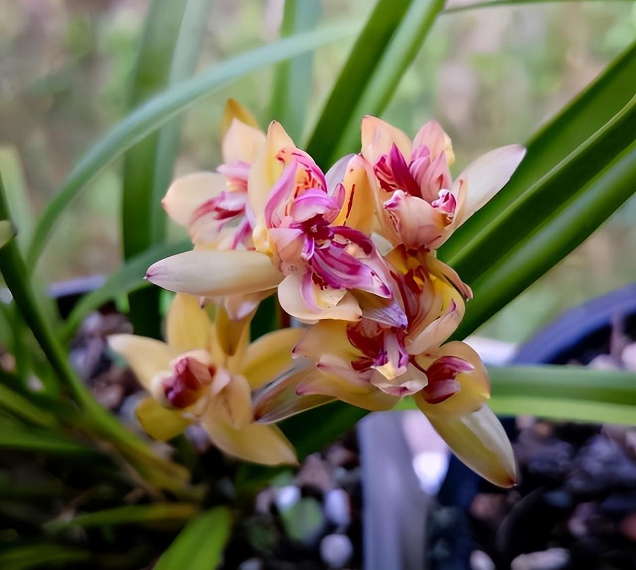 富山奇蝶兰花,花型奇特,花色艳丽,兰香怡人,新手也能养好