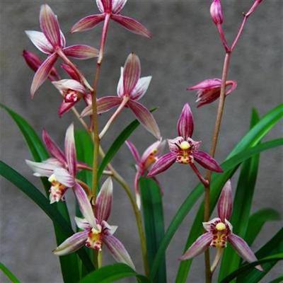 市长红,1款被名字耽误的兰花,开花勤,香味浓郁