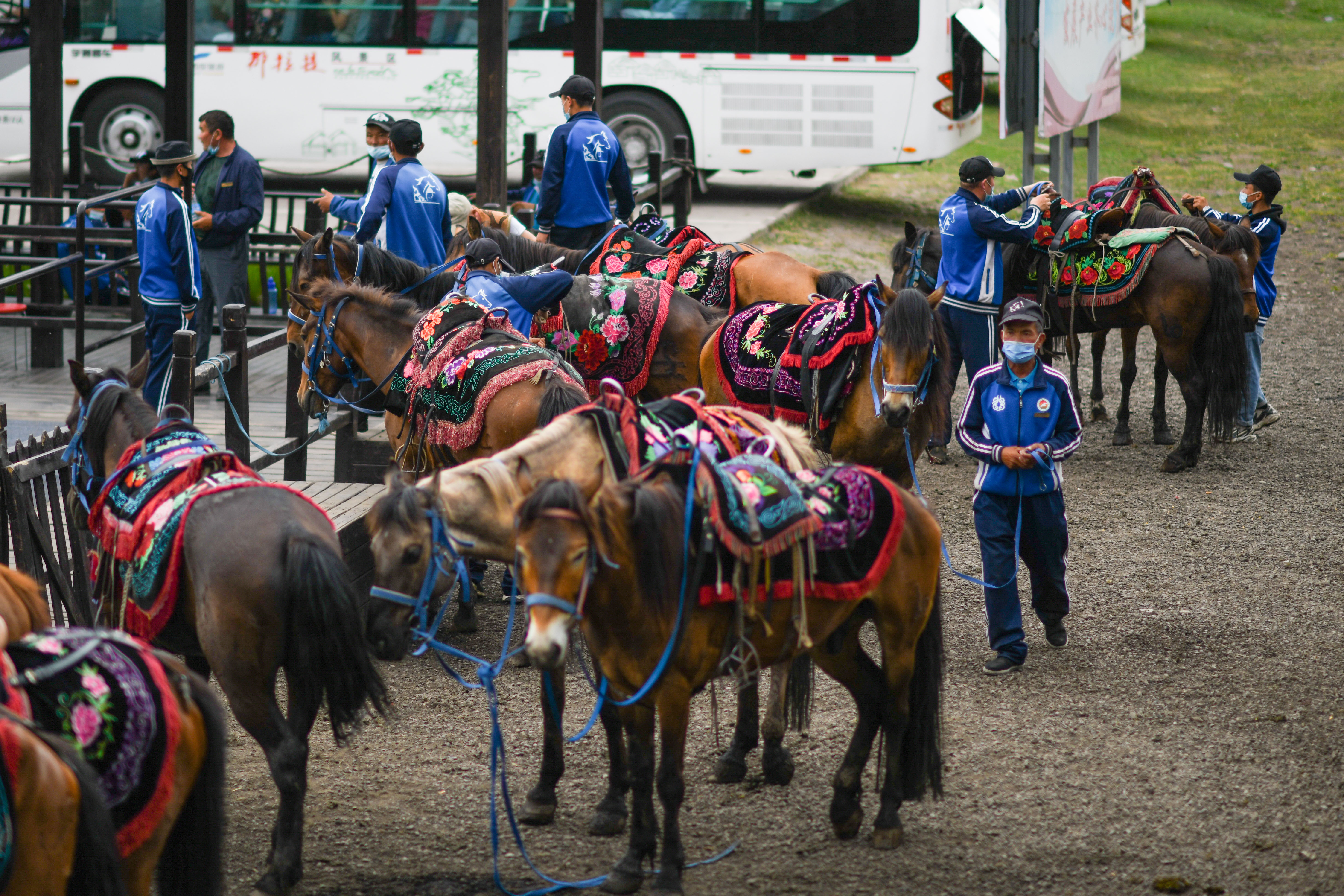 草原马队:"马"上迎来好生活(5)