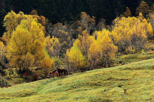 秋天的鲁朗林海更斑斓迷人, 茂密的森林,冷松,云松依旧苍绿,白桦林却