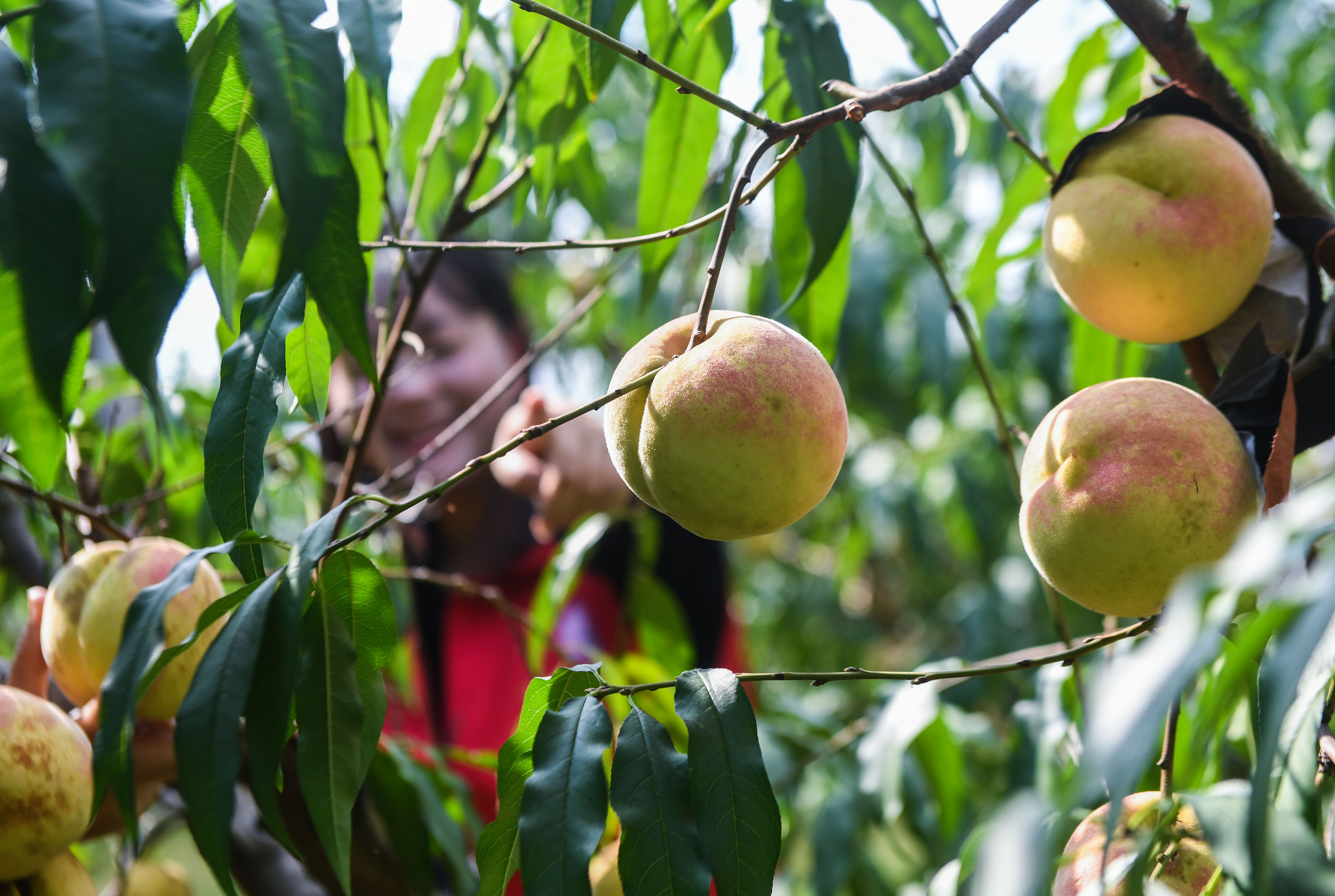 浙江长兴:特色冬桃迎丰收