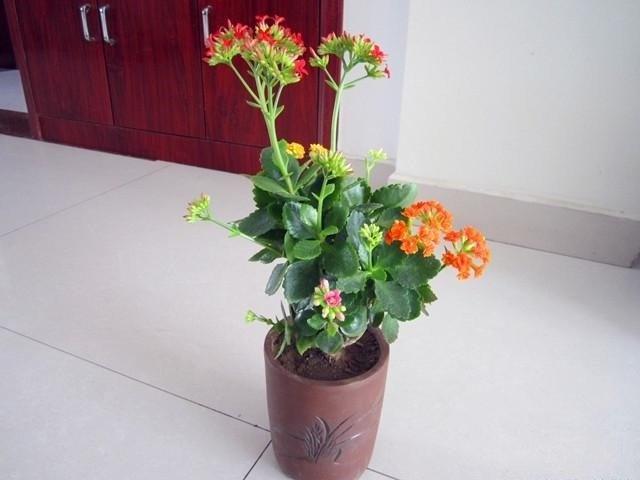 养成老桩的长寿花,造型很漂亮,诀窍很简单,照着做就能拥有