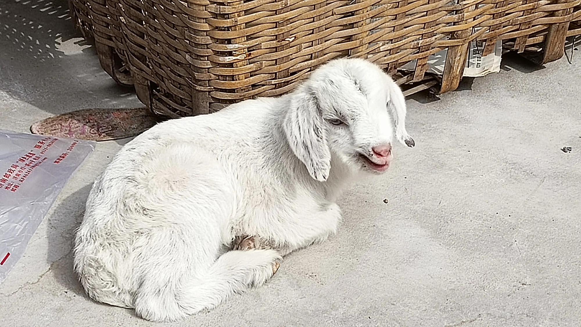 人羊情未了"大耳朵图图"趴在春天的阳光里