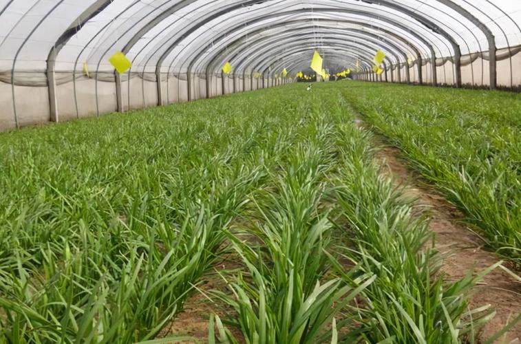 韭菜割后有什么管理窍门,掌握这些,种植的韭菜才会又粗又壮