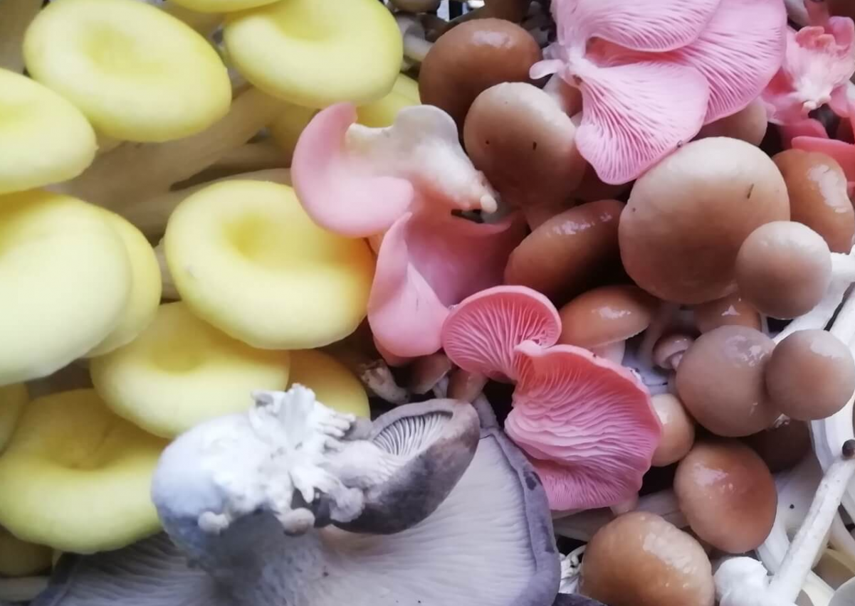 西班牙科尔多瓦省试种成功粉红平菇
