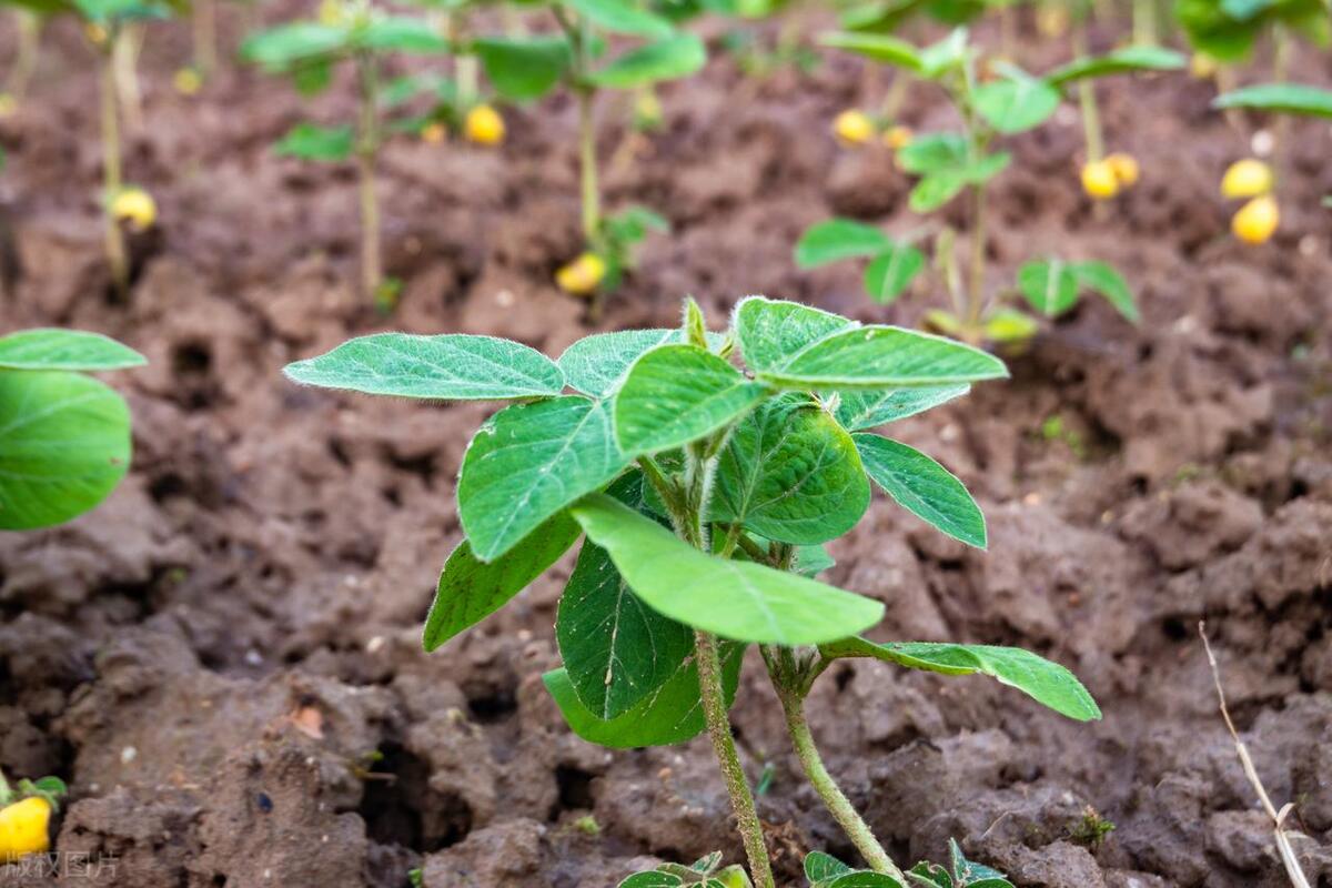 合农85大豆种子介绍