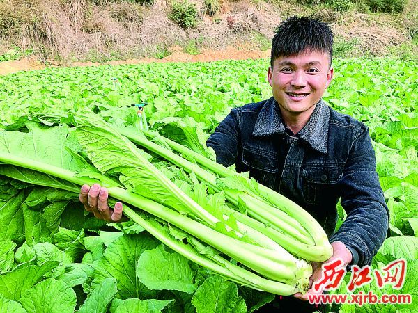 广宁县林洞大芥菜专业合作社 让"扶楼"品牌扶摇直上