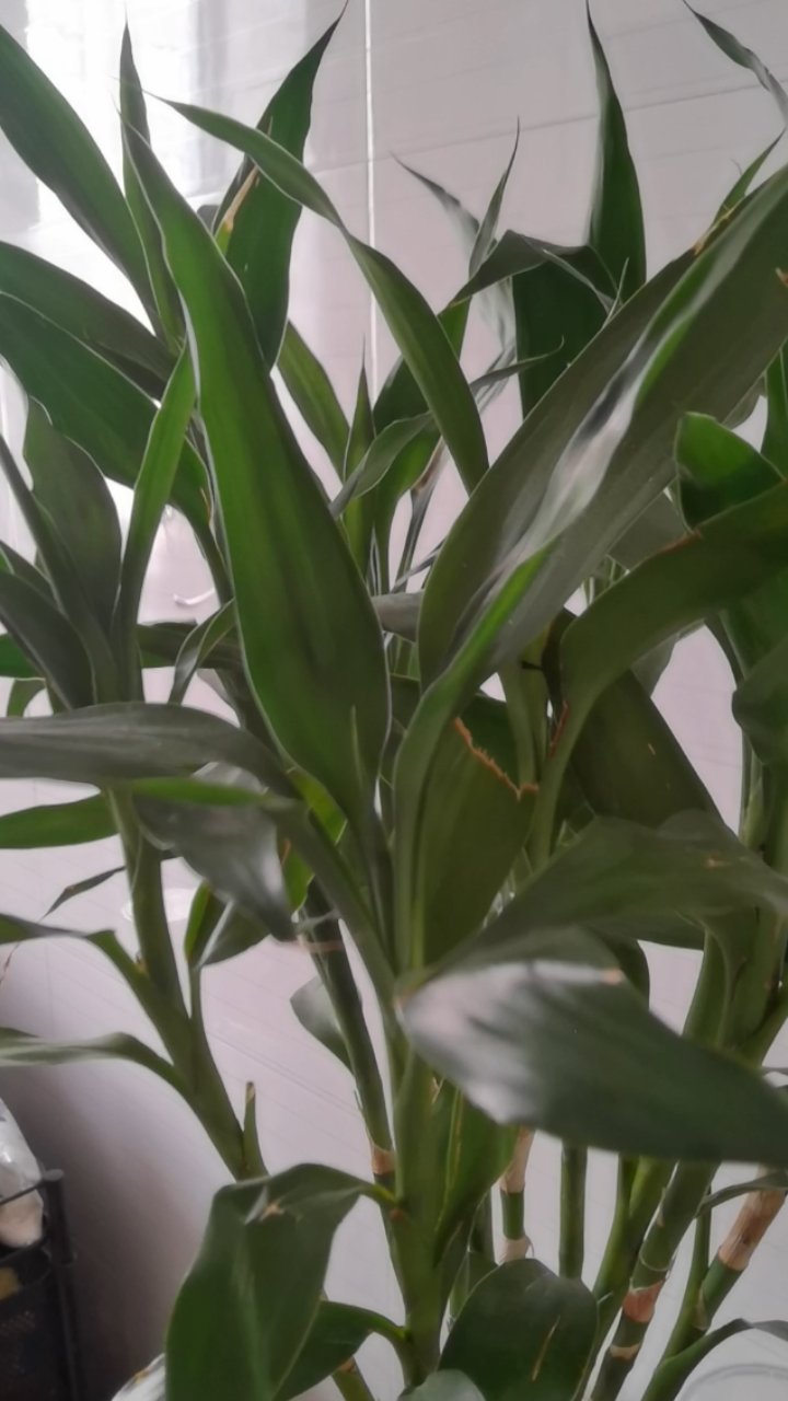 竹子类的花挺好看