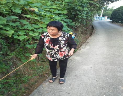 浏阳镇头:七旬微网格长不服老,担任村民"幸福"守卫者