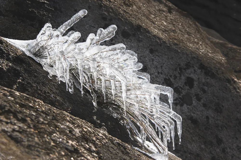 大别山的雪之小品二树上挂冰凌!