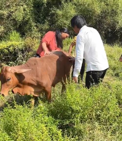 牛爱芳翻车后迎来"反转"?大量账号表示支持,直言干活是真的