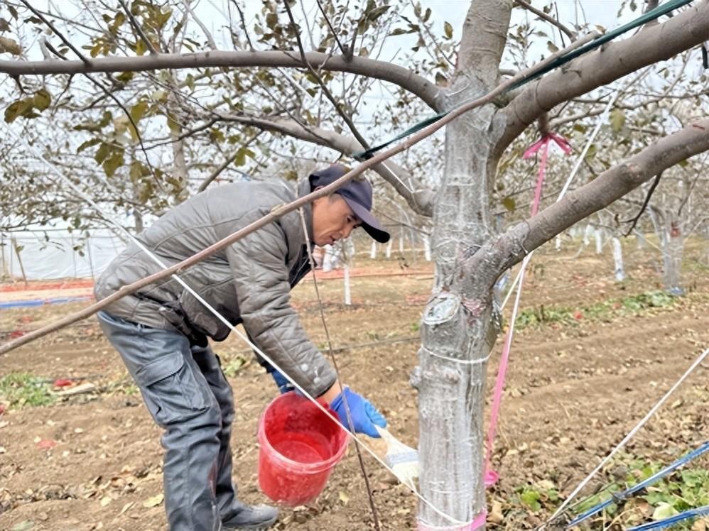 冬闲人不闲 果园管理忙 崆峒区开展秋冬季果树修剪培训