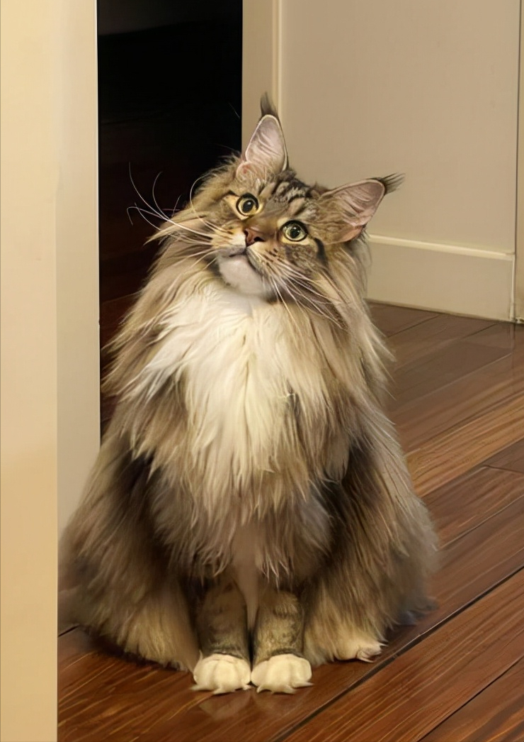 又贵又难养的五种猫咪,养了就想把它送走,心累!