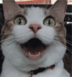 猫咪受欢迎的程度也是越来越高的, 但受欢迎的可不是所有品种的猫咪