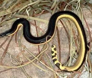 福建常见10种毒蛇