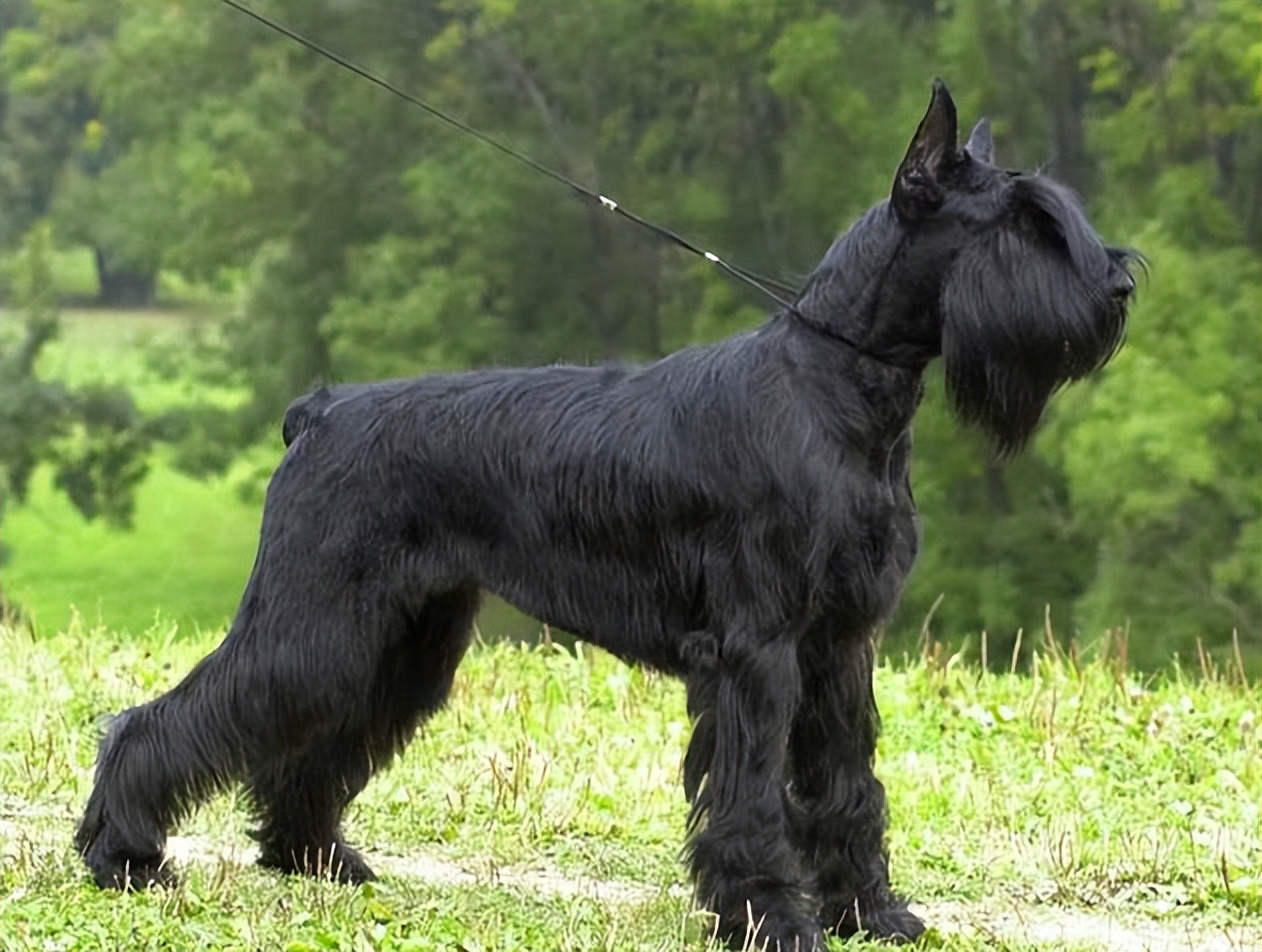 国内少见犬种系列之——巨型雪纳瑞令人惊叹的外表和个性特点!