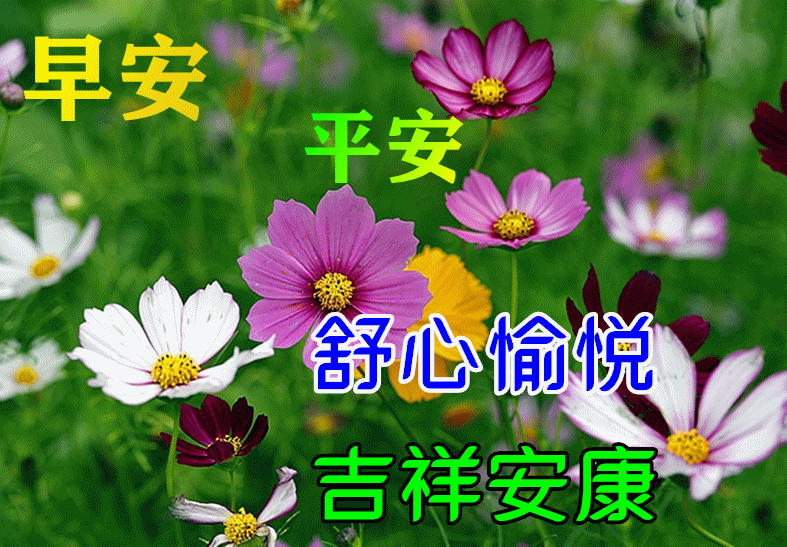 8张最新免打字漂亮鲜花早上好图片 唯美夏日早安祝福动态图片带字