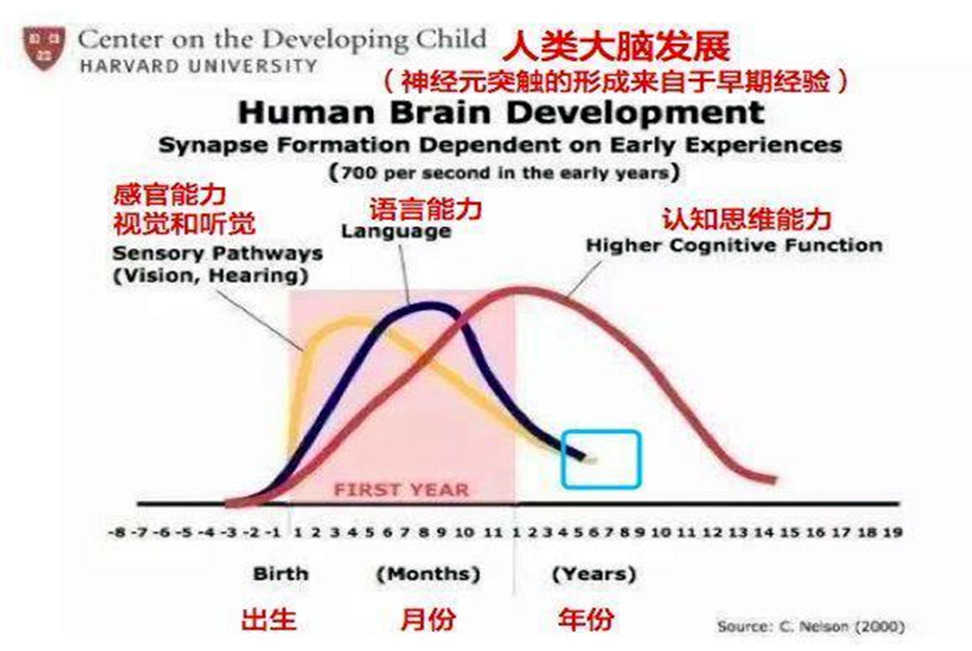 调查发现:孩子大脑发育存在空档期,多数家长在白费力气