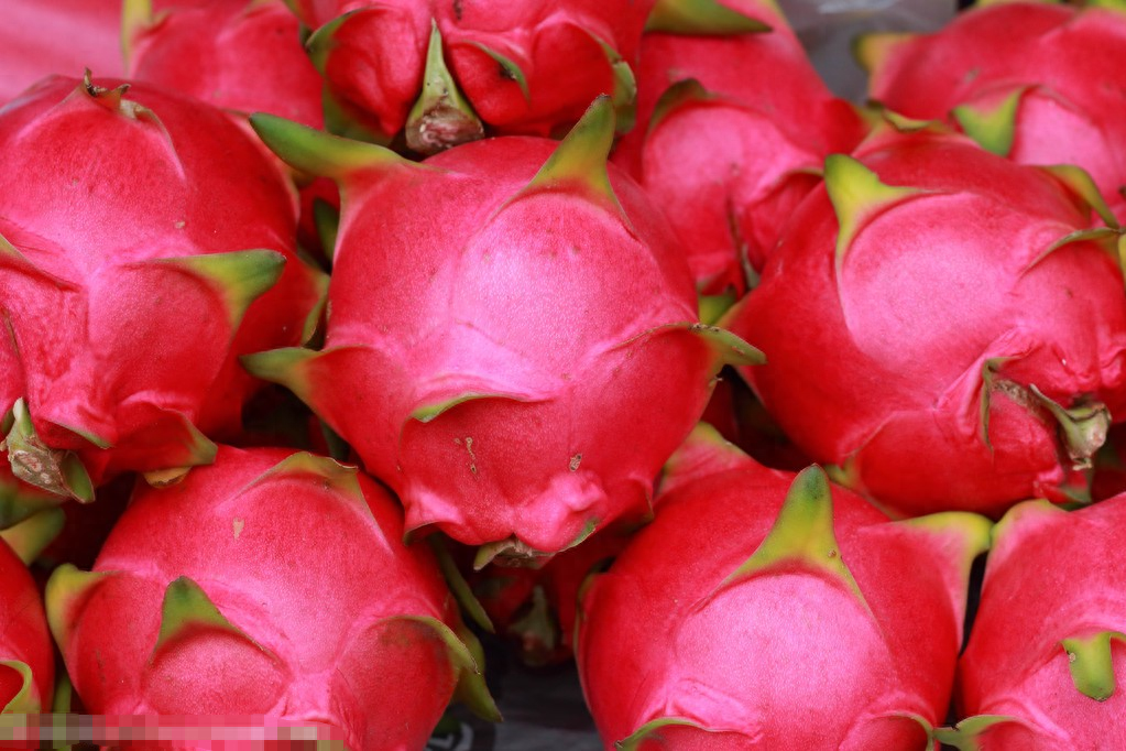 温室火龙果产期调控技术:推动高效生产与市场供应的突破