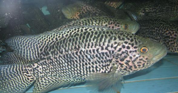 福建一男子钓上"花老虎",怕惹麻烦给扔了,网友:亏大了