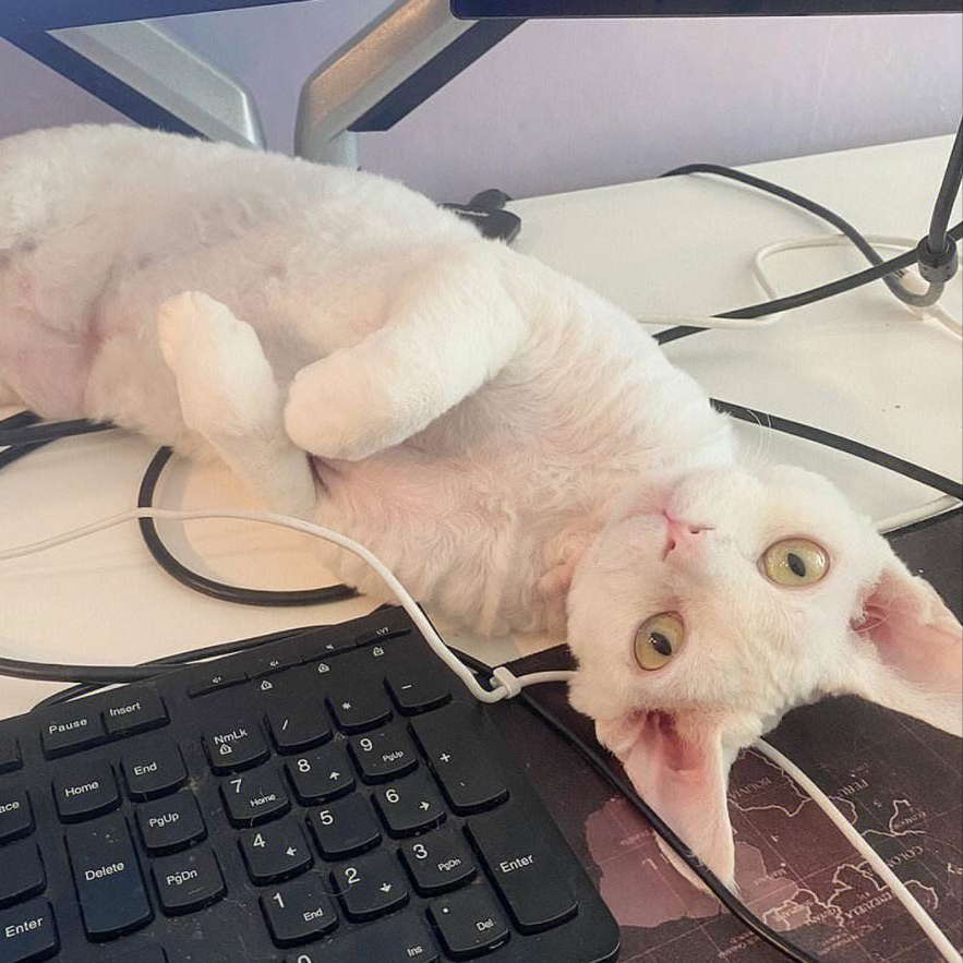 原来养猫有这10大"好处",难怪钟南山院士也养猫了!