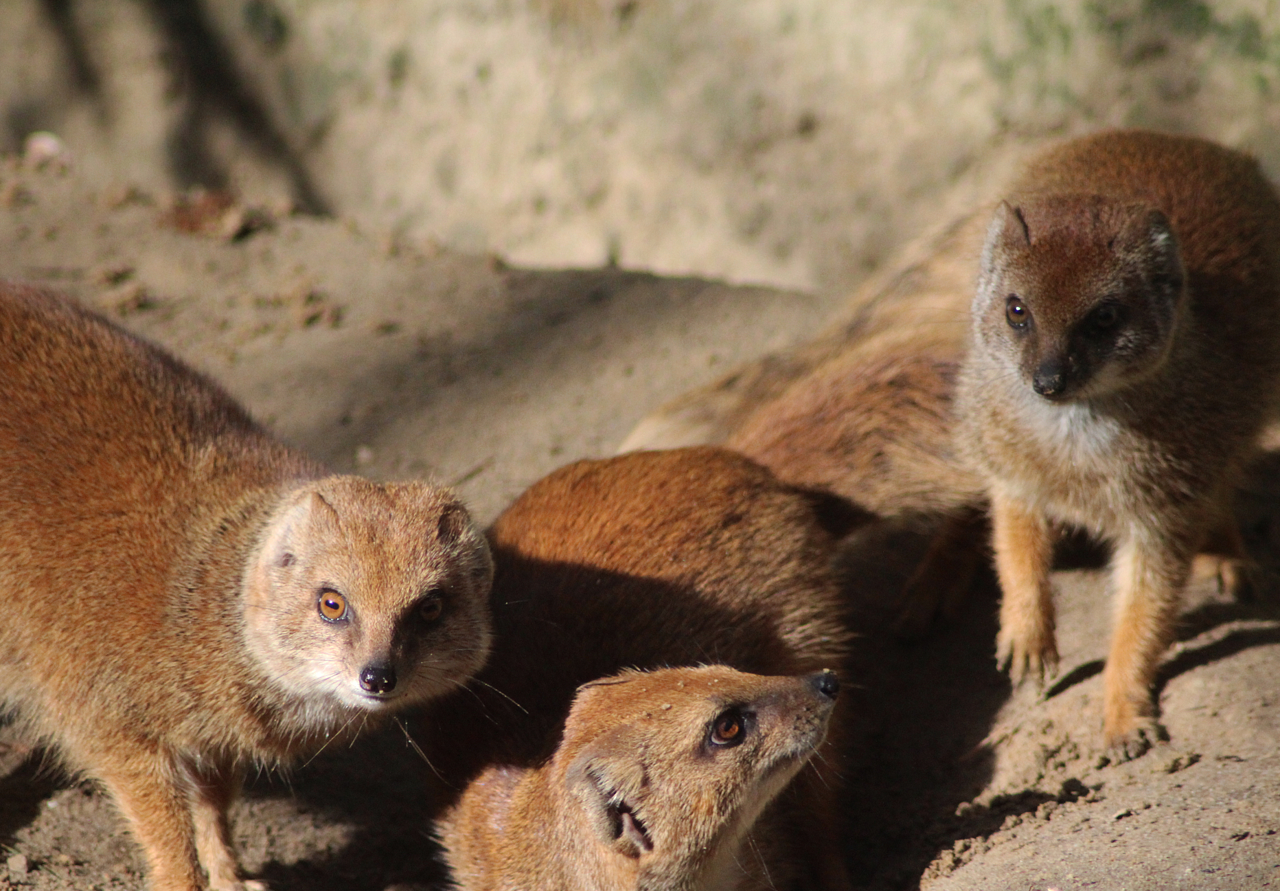 当狐狼偷吃鸡时,我们应该怎么办?教你几招,轻松解决