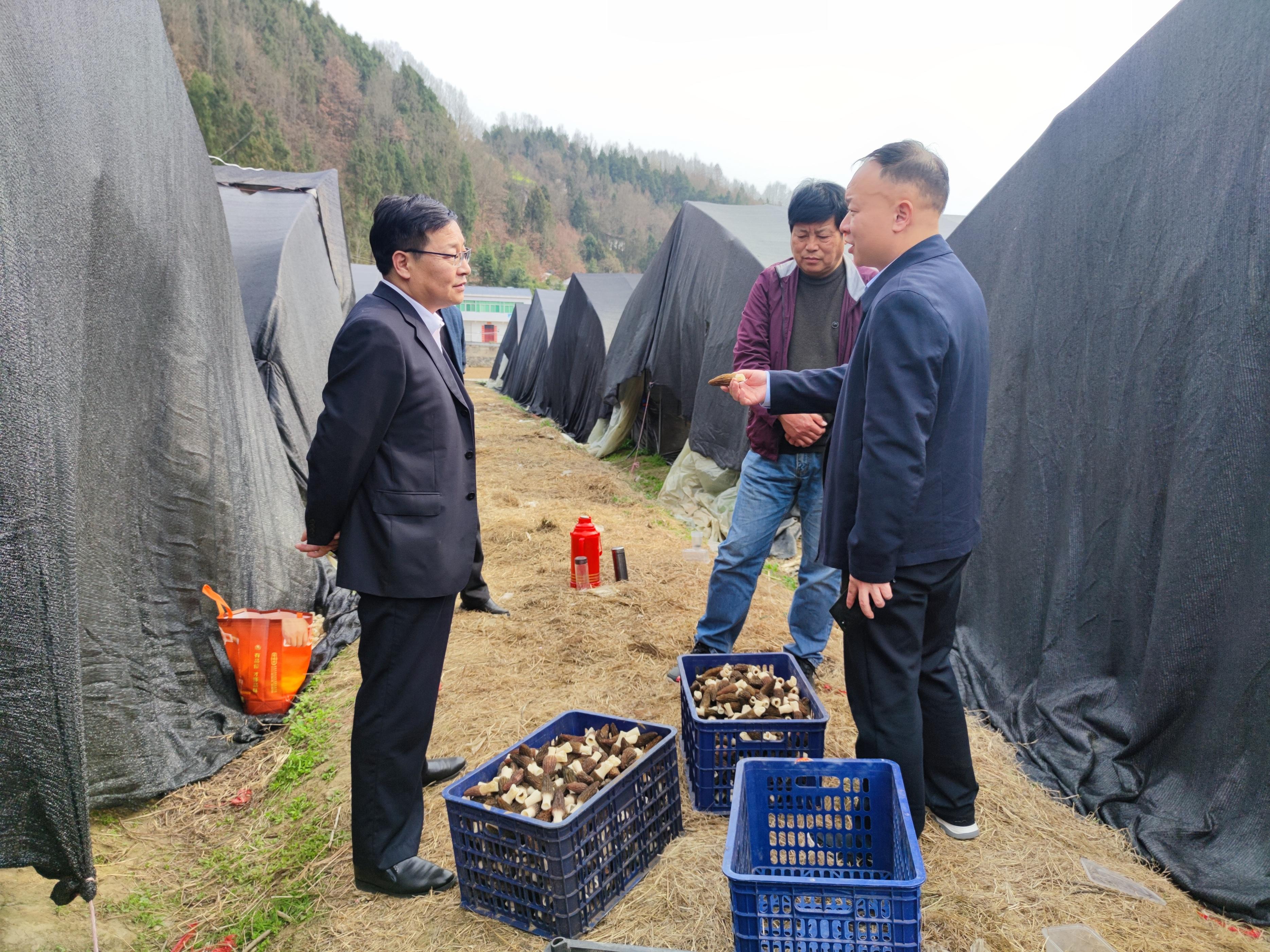 漢陰縣漢陽鎮:羊肚菌喜獲豐收 產業賦能鄉村振興