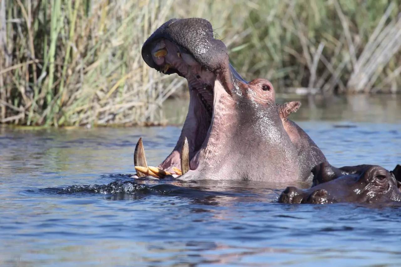 这个饲养员太坏了,居然喂河马吃榴莲,河马的表情绝了