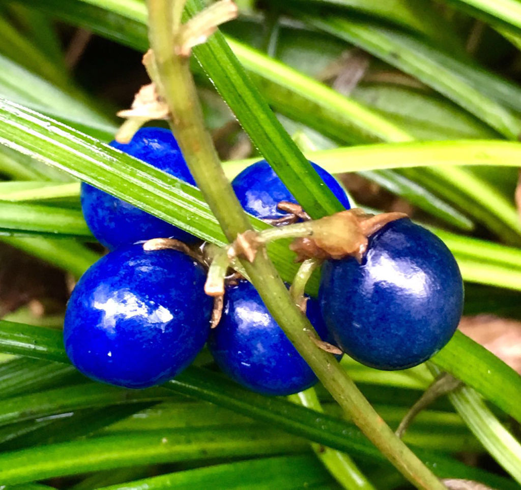 农村一种植物,人称"山韭菜,一年四季绿油油的,常用它煲汤