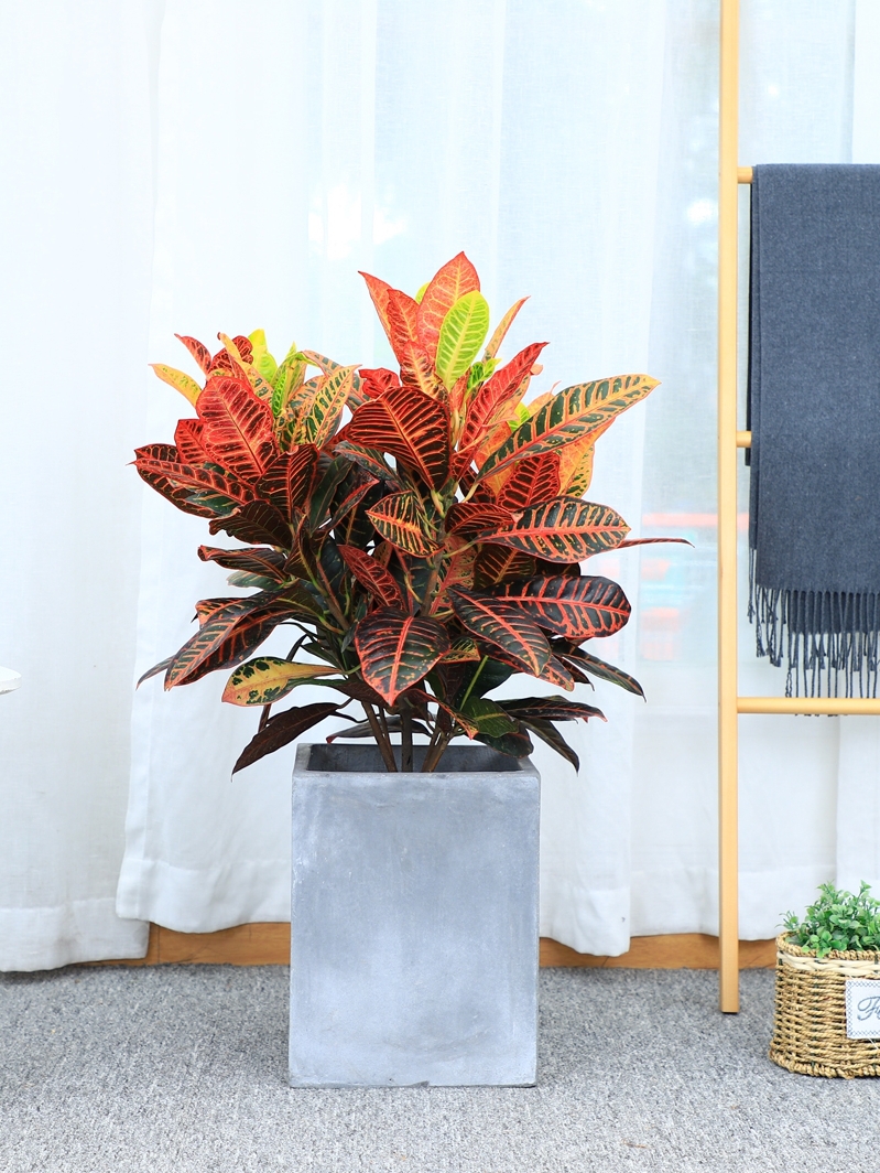 颜色装点生活,网红观叶植物,七彩变叶木的5大养护要点