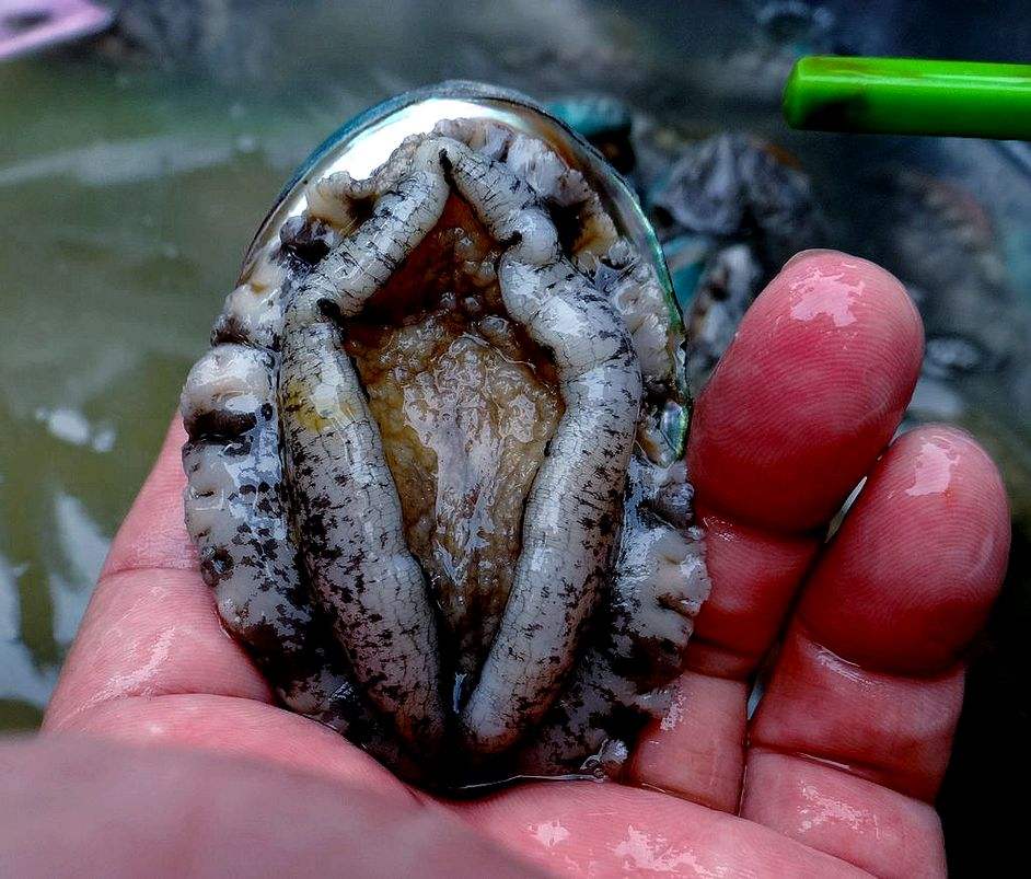 第一次吃鲍鱼,被服务员问要几头,网友:想起就要捂脸的经历