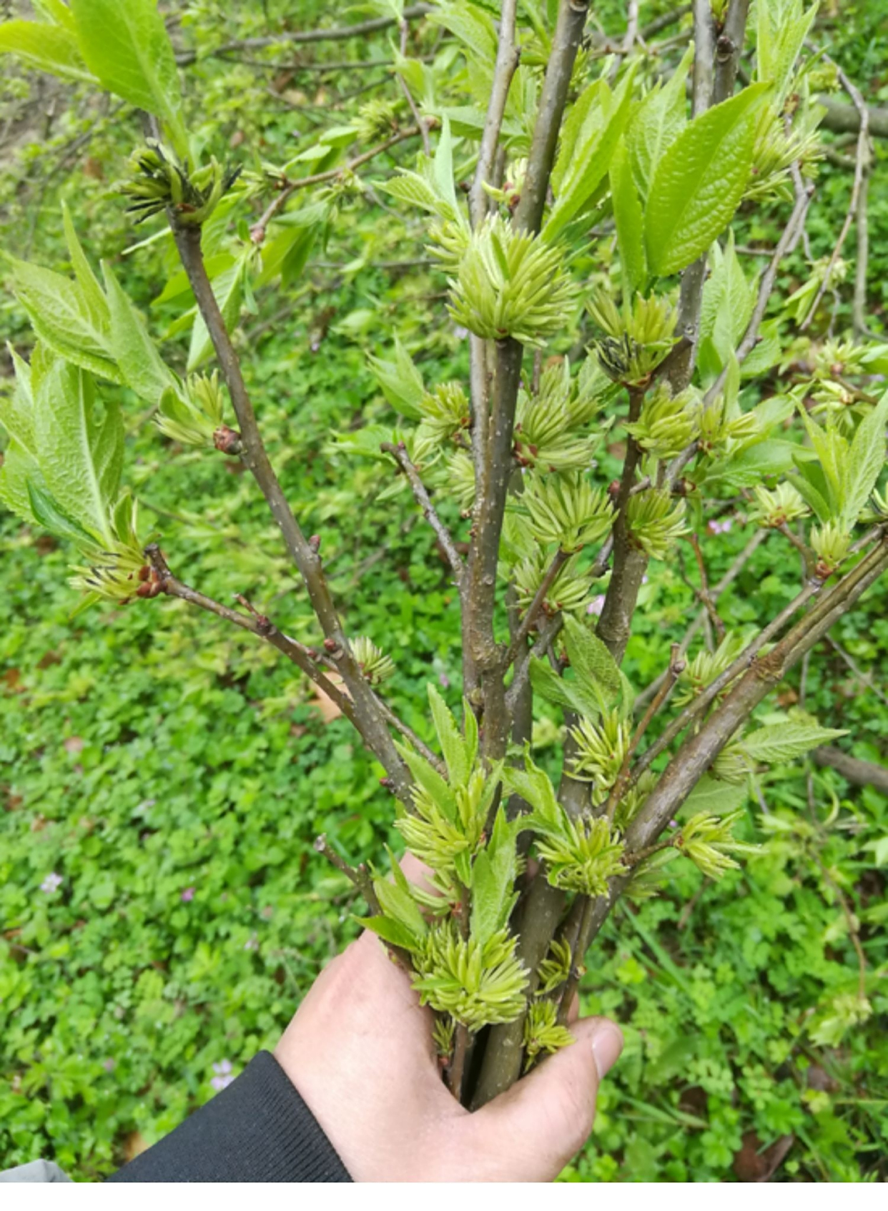 杜仲雄花是个宝,高达200元一斤,可惜农村没人采摘,白白浪费了