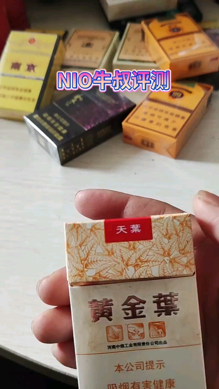 高质量黄金叶大天叶