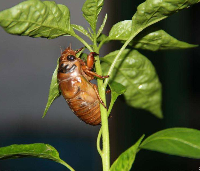 抖音金蝉,知了猴怎么报白?报白需要提供什么材料?