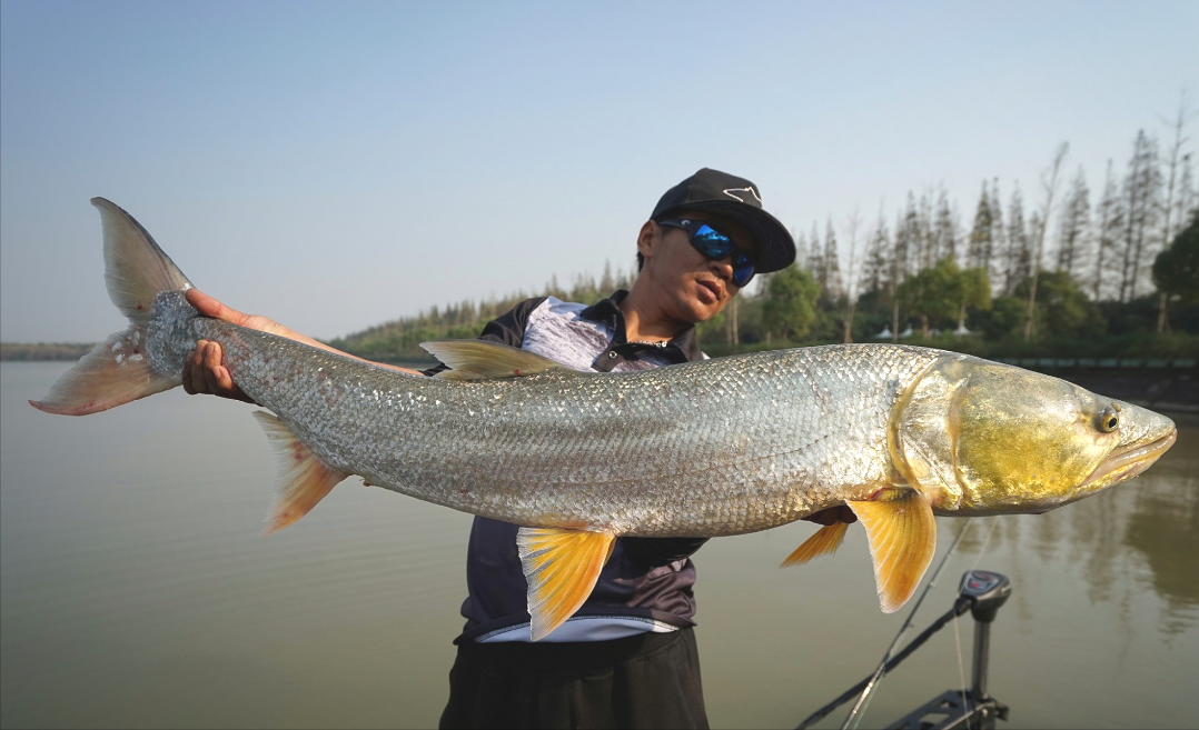 长江的"哭泣"!长达2米的巨型鱤鱼捕食,十年禁渔养虎为患?